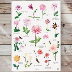Plakat - Dahlia - Strrelse A2 (nr. 25)