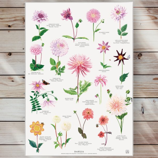 Plakat - Dahlia - Strrelse A2