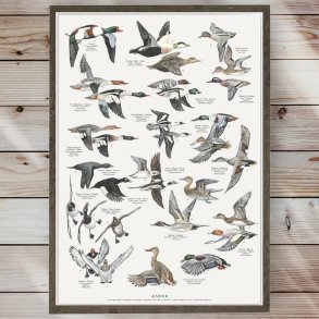 Plakat - nder - Strrelse A2 (nr. 31)