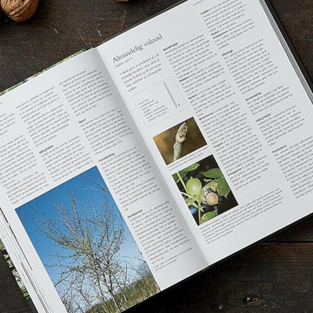 Bog, Danmarks Trer og Buske