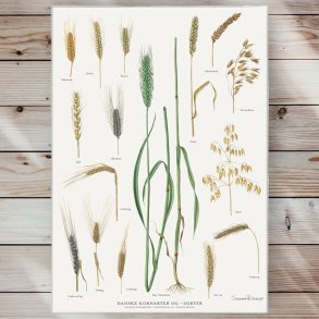 Plakat - Danske Kornarter & Sorter - Strrelse A2 (nr 20)