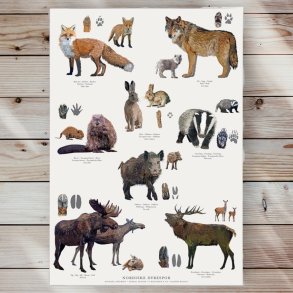 Plakat - Nordiske Dyrespor- Strrelse A2 (nr 13)