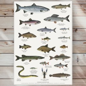 Plakat - Ferskvandsfisk - St�rrelse A2 (nr. 39)
