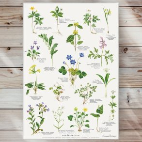 Plakat - Forrsskoven - Strrelse A2 (nr 15)