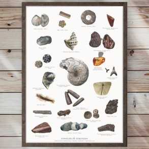 Plakat - Fossiler p stranden - Strrelse A2 (nr. 49)