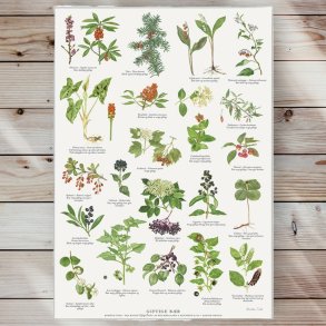 Plakat - Giftige Br - Strrelse A2 (nr 4)