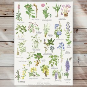 Plakat - Giftige Planter- Strrelse A2 (nr 11)