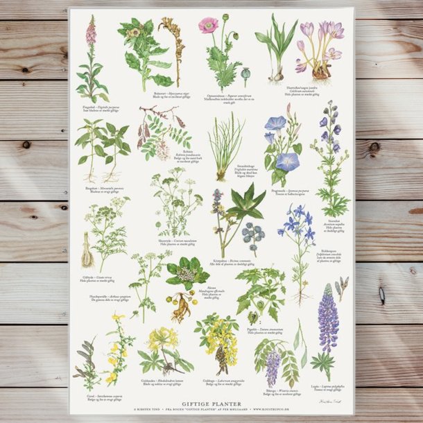 Plakat - Giftige Planter- Strrelse A2