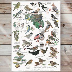 Plakat - Havens Fugle - Strrelse A2 (nr. 55)