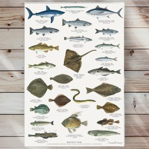 Plakat - Havets Fisk - Strrelse A2 (nr. 30)