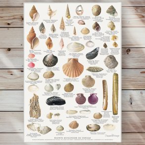 Plakat - Havets Muslinger og Snegle - Strrelse A2 (nr 16)