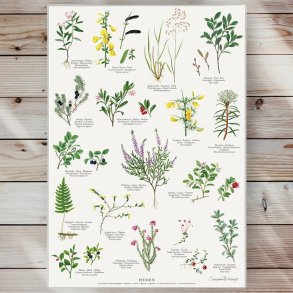 Plakat - Heden - Strrelse A2 (nr. 22)