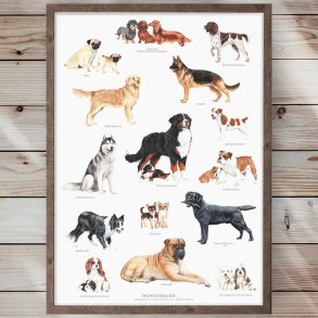 Plakat - Hunderacer - Strrelse A2 (nr. 47)