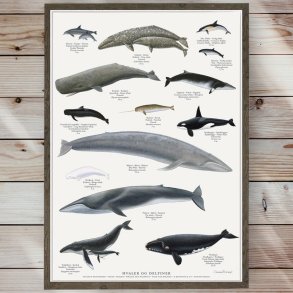 Plakat - Hvaler - Strrelse A2