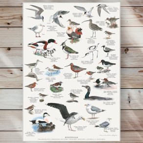 Plakat - Kystfugle - Strrelse A2 (nr 12)