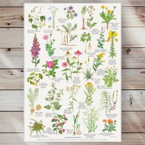 Plakat - Lgeplanter - Strrelse A2 (nr 14)