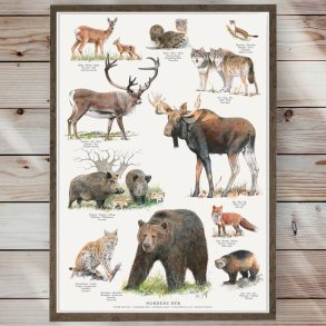 Plakat - Nordiske Dyr - Strrelse A2 (nr 2)