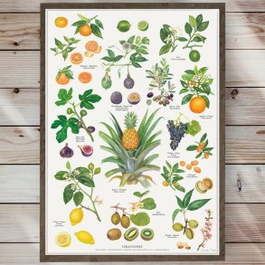 Plakat - Orangeri - Strrelse A2 (nr. 42)