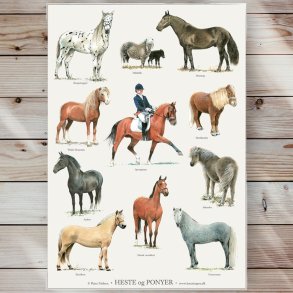 Plakat - Heste & Ponyer - Strrelse A2 (nr. 58)