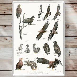 Plakat - rne - Strrelse A2 (nr. 43)