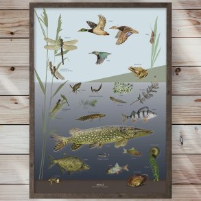 Plakat - S &  - Strrelse A2 (nr. 48)