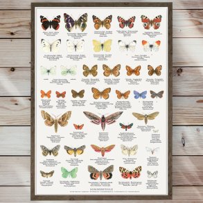 Plakat - Sommerfugle - Strrelse A2 (nr. 38)