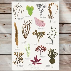 Plakat - Spiselig Tang - Strrelse A2 (nr 1)