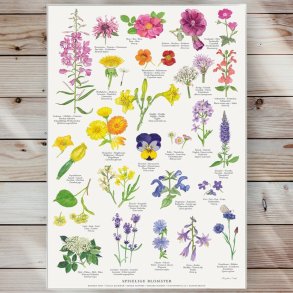 Plakat - Spiselige Blomster - Strrelse A2 (nr. 21)
