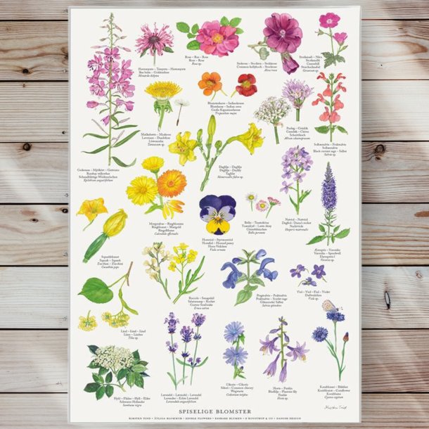 Plakat - Spiselige Blomster - Strrelse A2