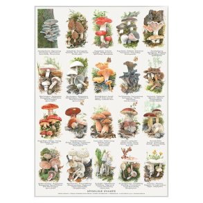 Plakat - Spiselige Svampe A2 (nr 10)