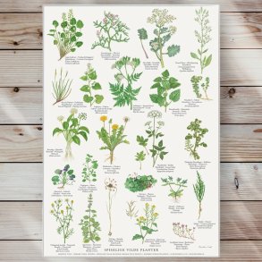 Plakat - Spiselige Vilde Planter - Strrelse A2 (nr 5)