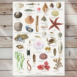 Plakat - Stranden - Strrelse A2 (nr. 33)