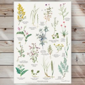 Plakat - Strandplanter - Strrelse A2 (nr. 53)