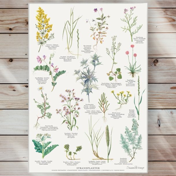 Plakat - Strandplanter - Strrelse A2