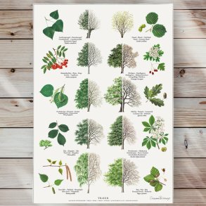 Plakat - Trer - Strrelse A2 (nr. 23)