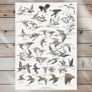 Plakat - Vadefugle - Strrelse A2 (nr 8)