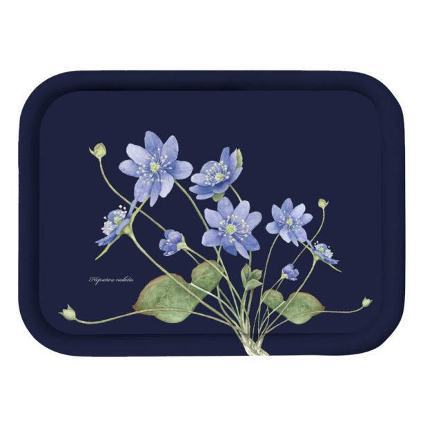 Bakke, Bl Anemone, 20x27cm