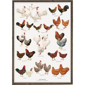 Plakat, kohns, A2, Koustrup, (57)