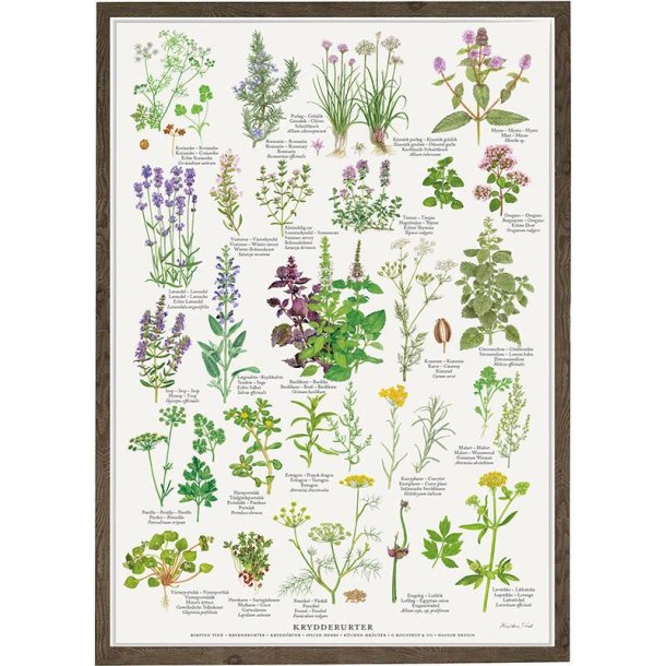 Plakat, Krydderurter, A2, Koustrup, (56)