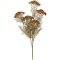 Blomsterstilk brun 5 sk�rmblomster