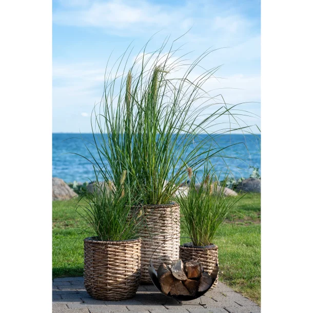 Planteskjuler, Viborg, vandhyacint, natur s�t af 3, bySKAGEN