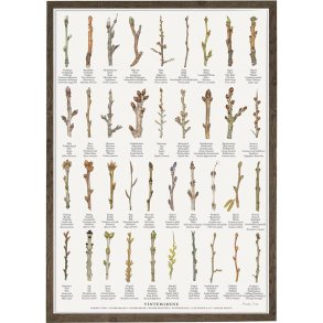 Plakat - Vintergrene - Strrelse A2 (nr 60)