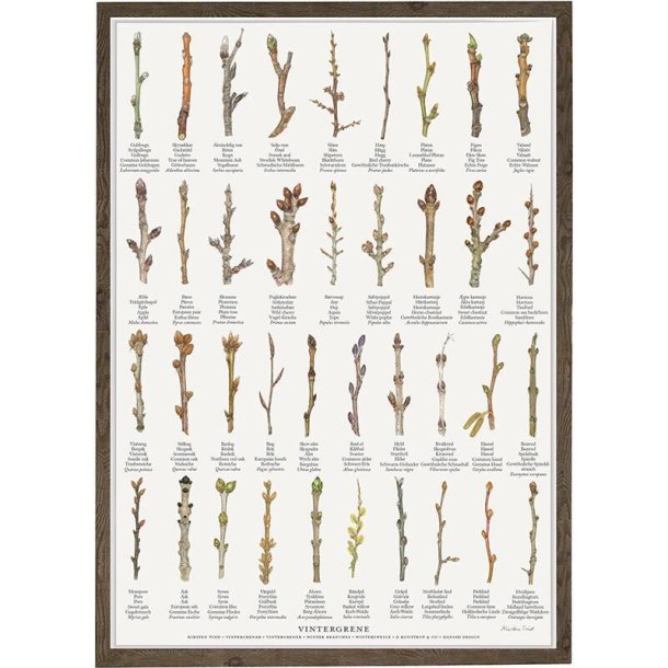 Plakat - Vintergrene - Strrelse A2 (nr 60)