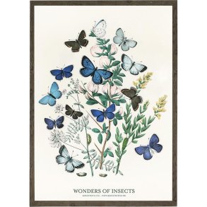 Plakat - Butterflies - Kunstprint - Strrelse A2 