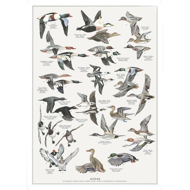Plakat, nder, A4, Koustrup