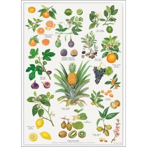 Plakat, Orangeri, A4, Koustrup