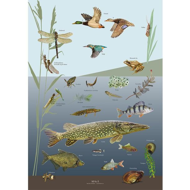 Plakat, S & , A4, Koustrup