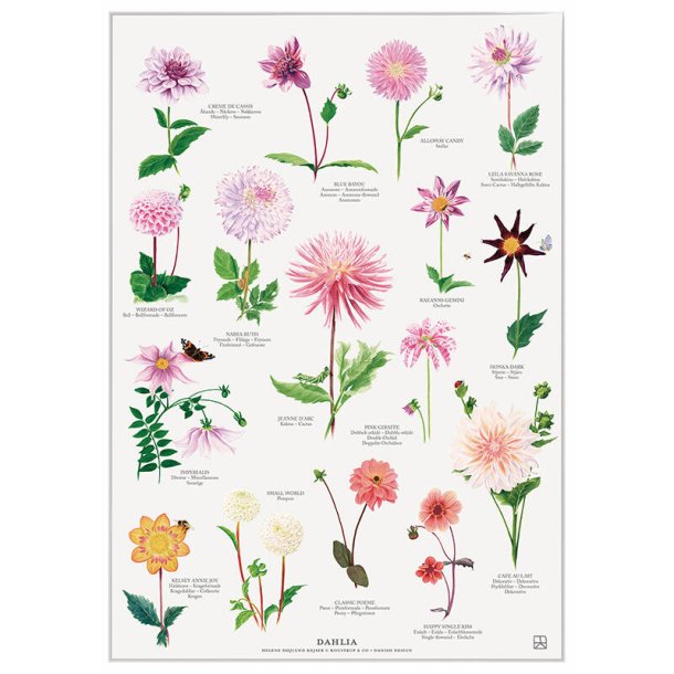 Plakat, Dahlia, A4, Koustrup