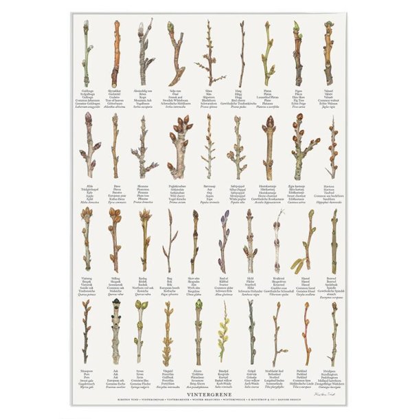 Plakat - Vintergrene - Strrelse A2 (nr 60)