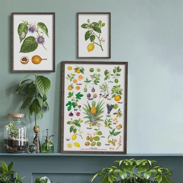 Plakat, Orangeri, A4, Koustrup